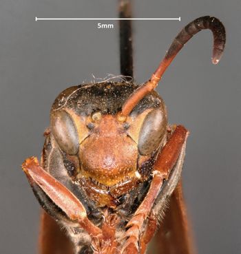 Media type: image;   Entomology 33151 Aspect: head frontal view